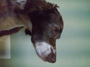 Meet your Posher, Will